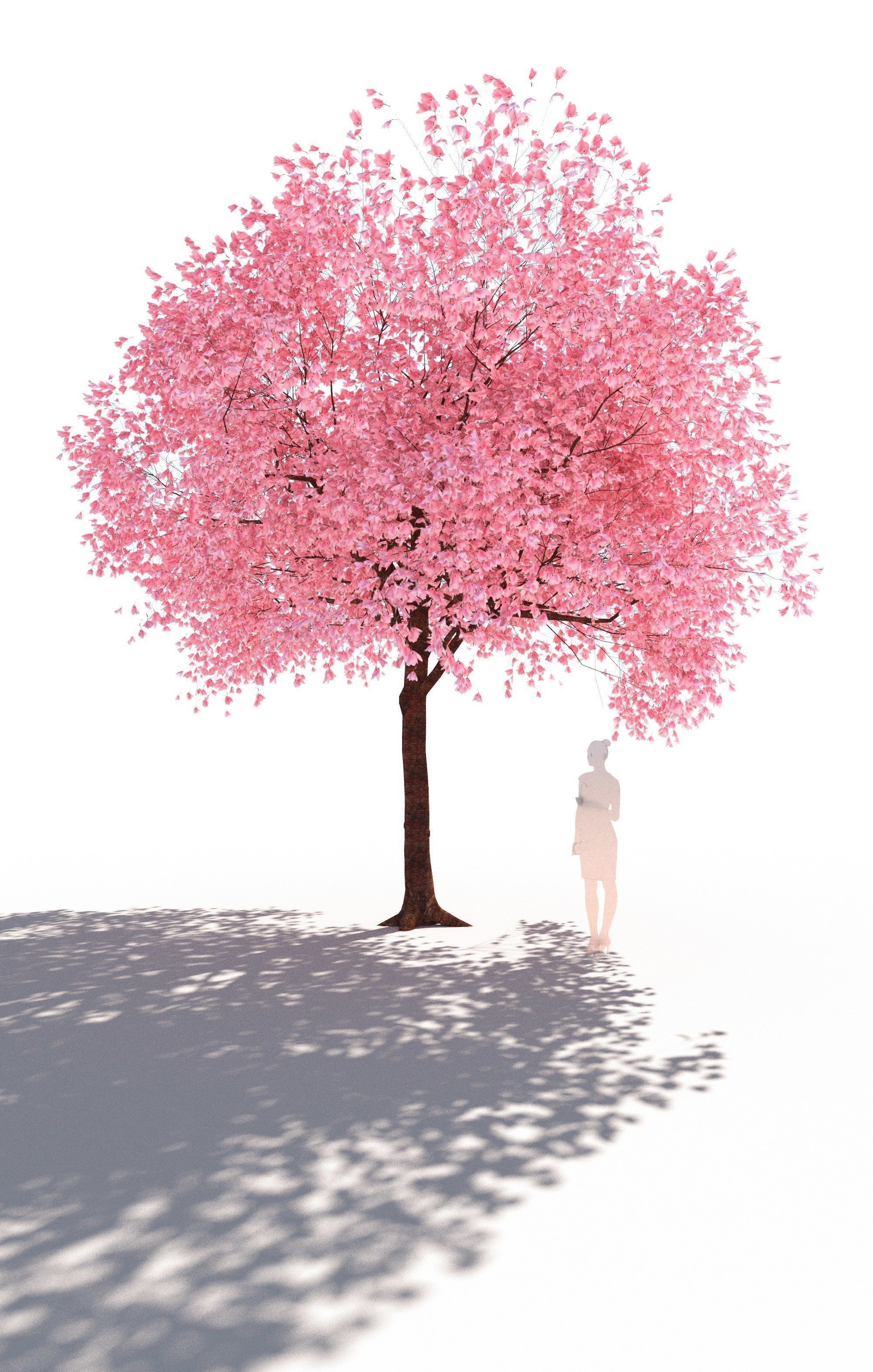 Flowering cherry tree prunus avium A 3D model_3
