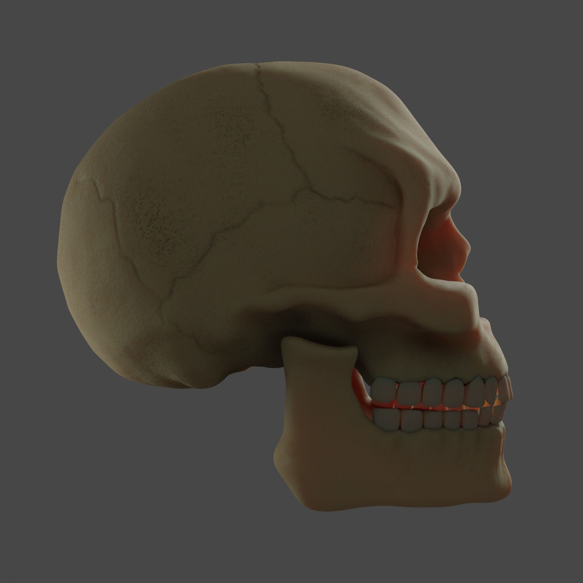 Human Skull 3D model_4
