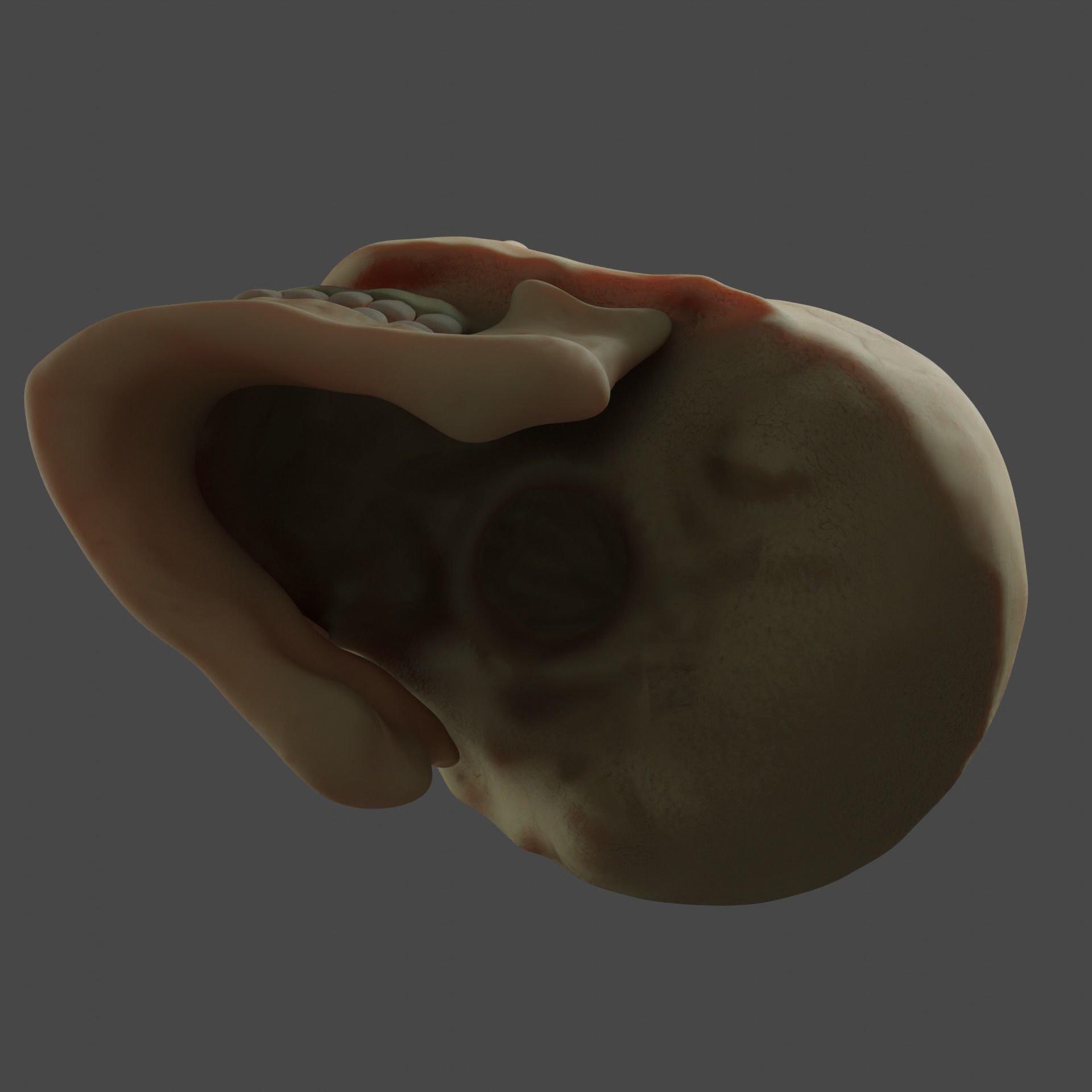 Human Skull 3D model_12