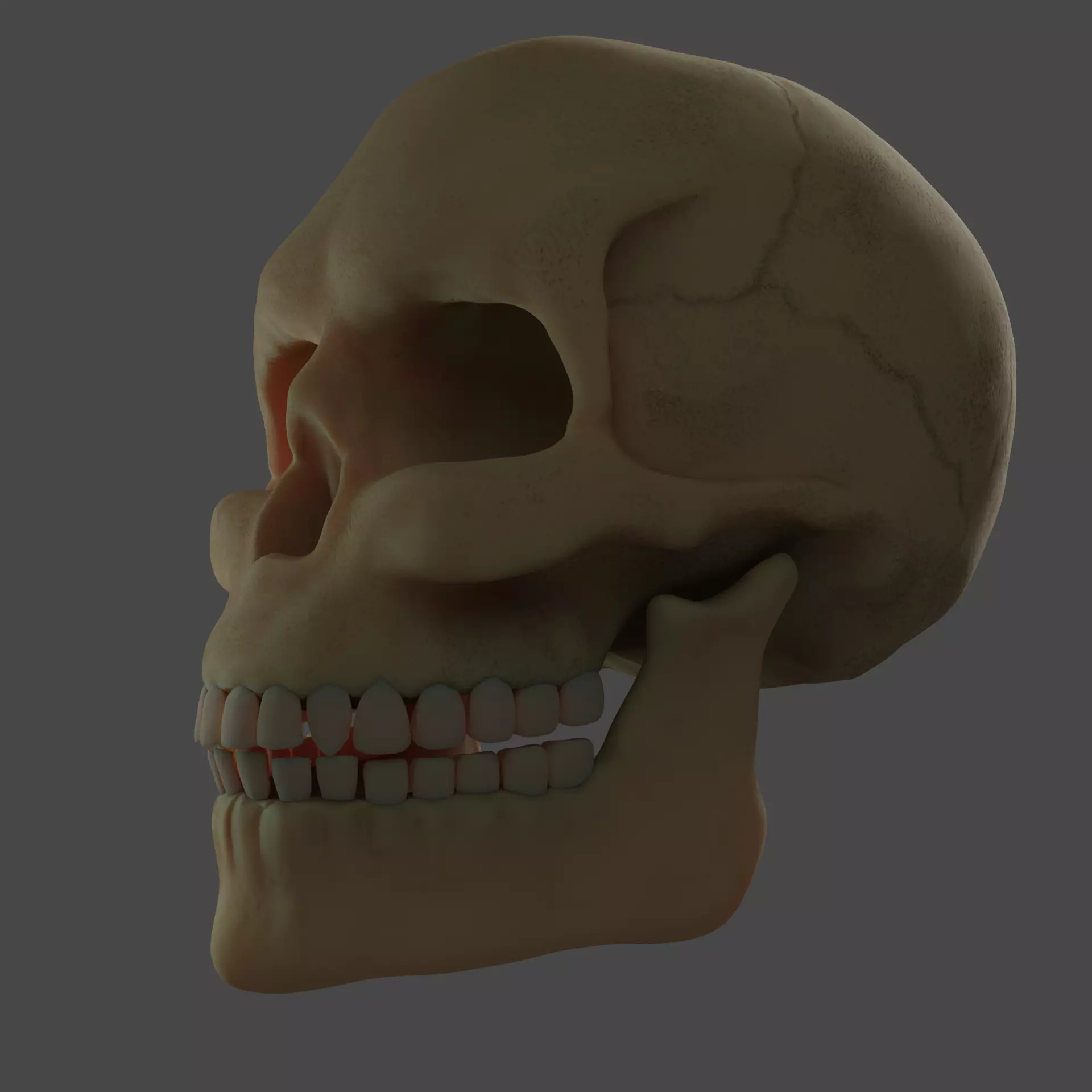 Human Skull 3D model_0