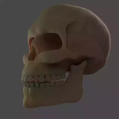 Human Skull