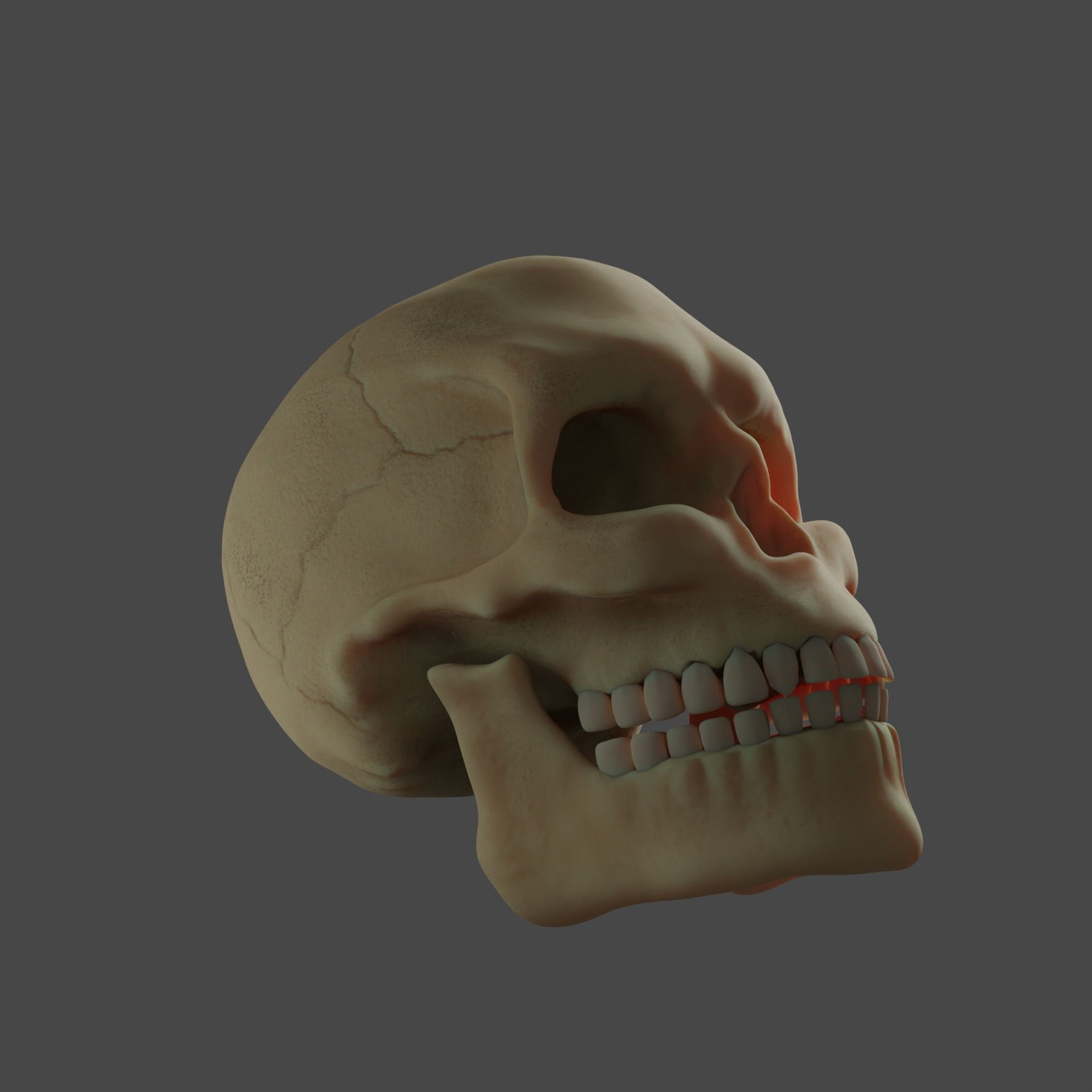 Human Skull 3D model_2