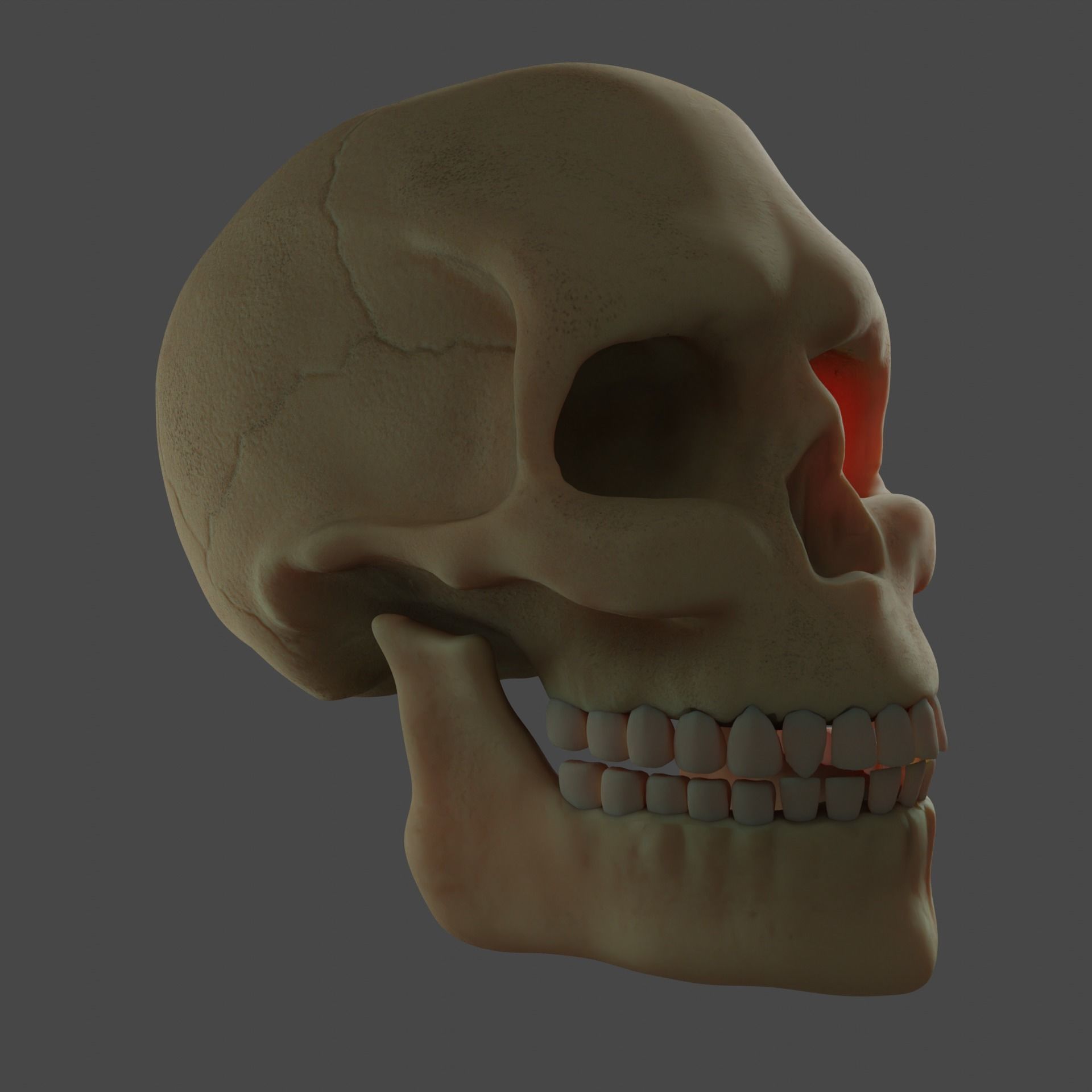 Human Skull 3D model_10