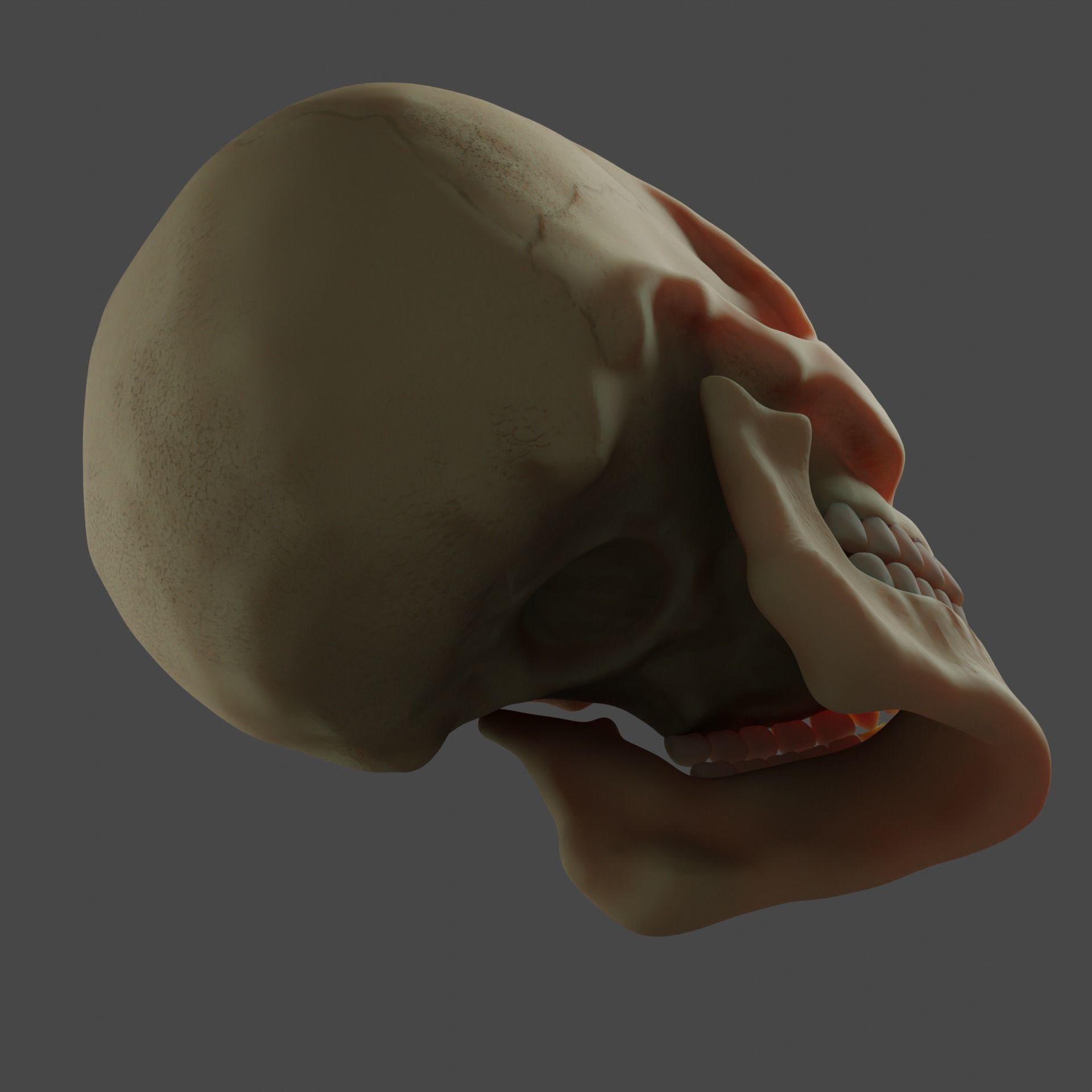 Human Skull 3D model_6