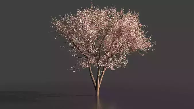 Cherry Blossom tree 3D model