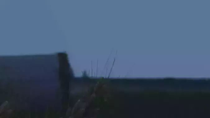 One Stinkbug Two scenes