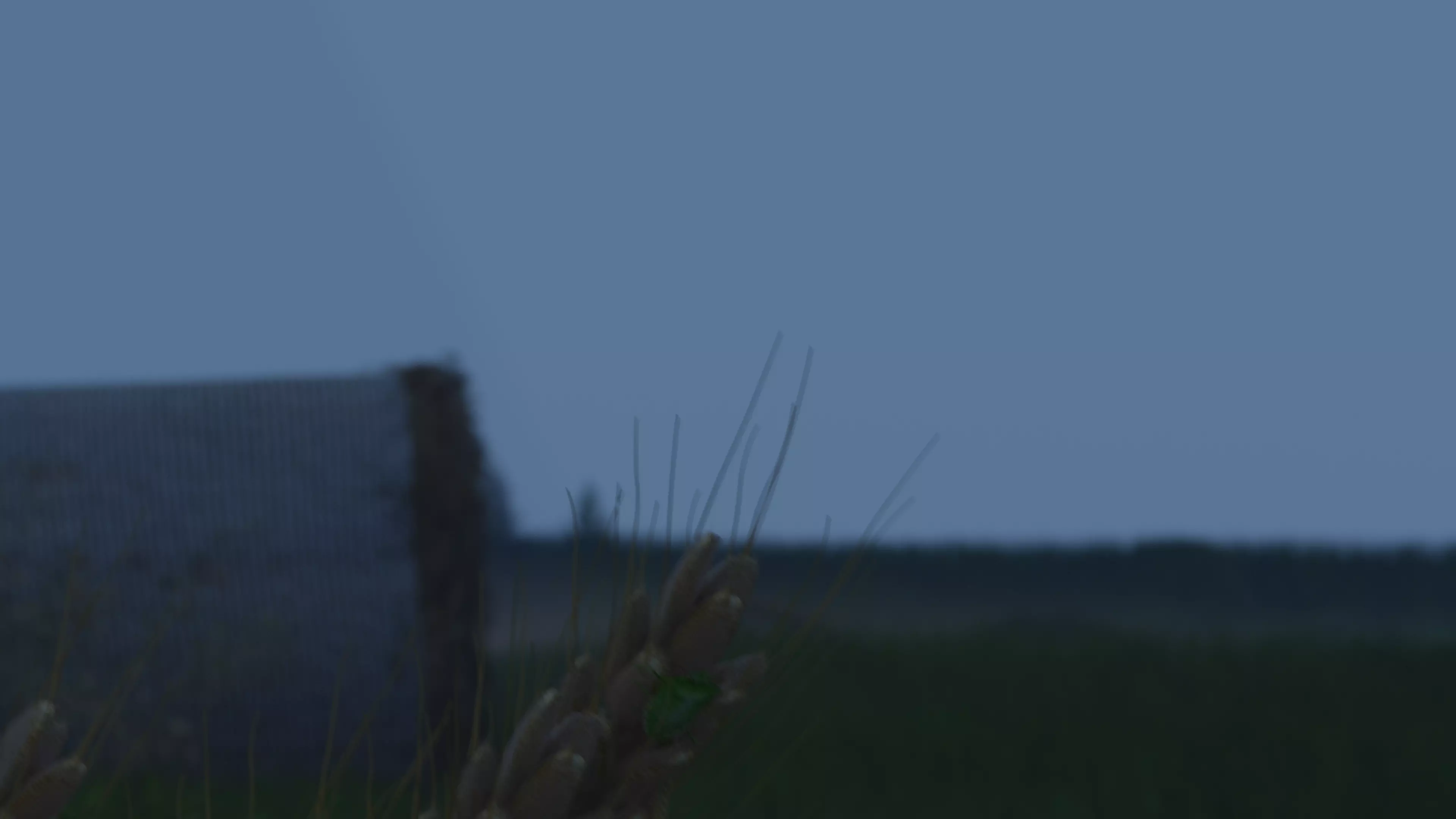 One Stinkbug Two scenes Free low-poly 3D model_0