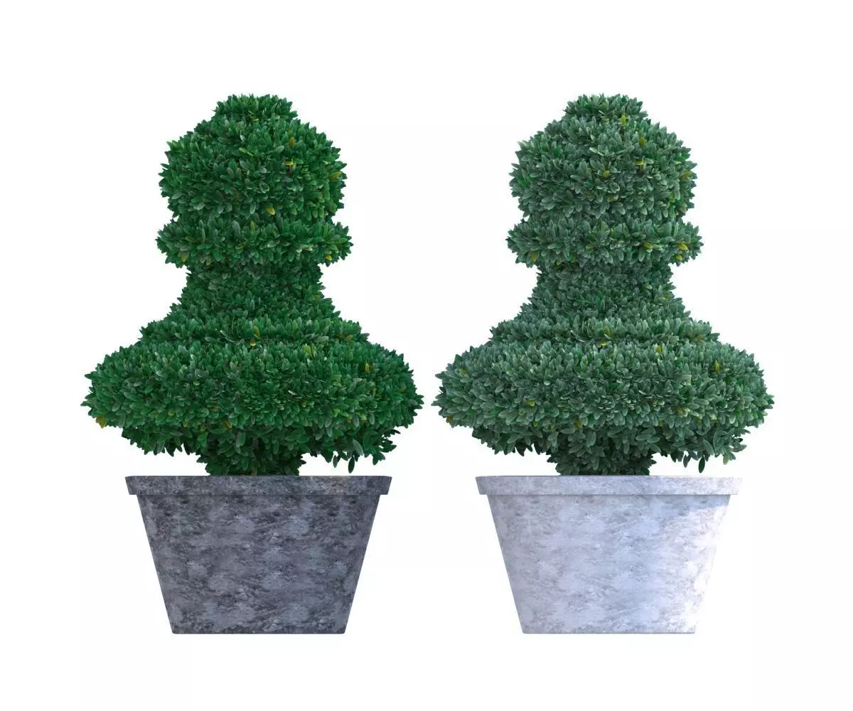 Bush plant - boxwood Low-poly 3D model