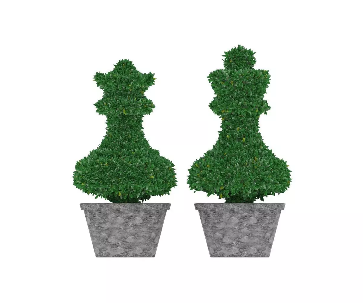 Bush plant - boxwood Low-poly 3D model_0