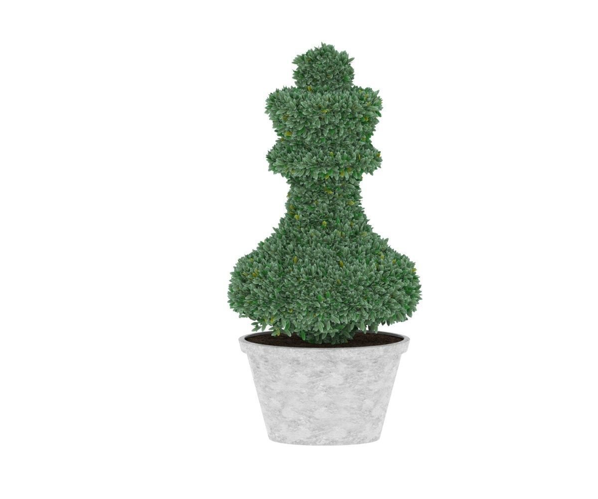 Bush plant - boxwood Low-poly 3D model_4