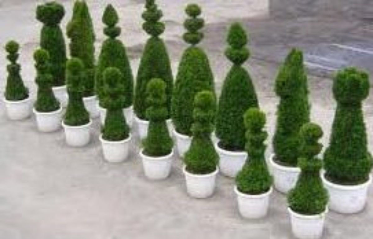 Bush plant - boxwood Low-poly 3D model_12