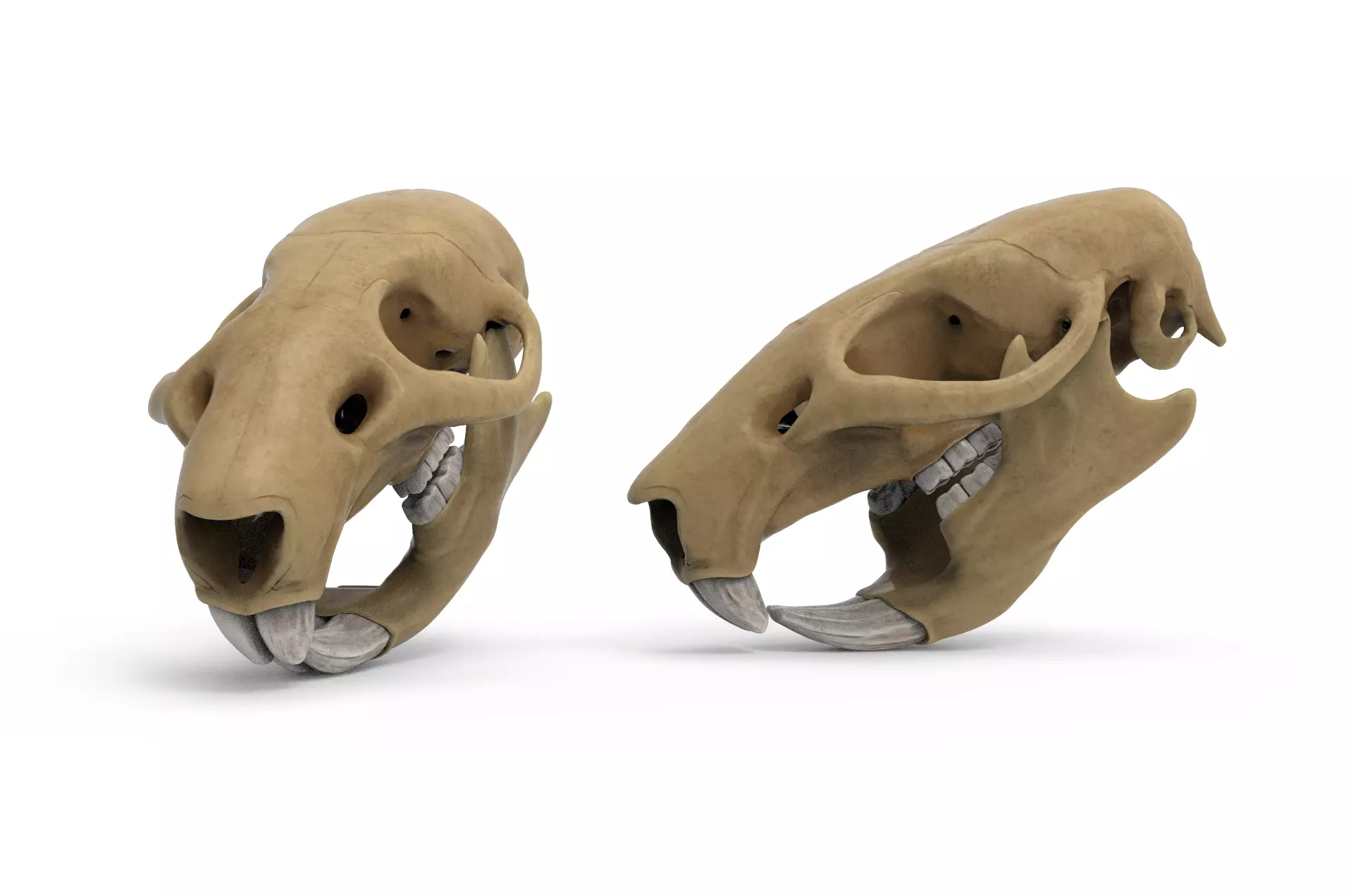 Rat skull 3D model