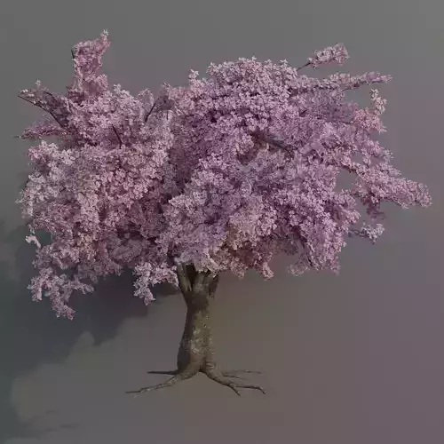 Large sakura tree 01 3D model