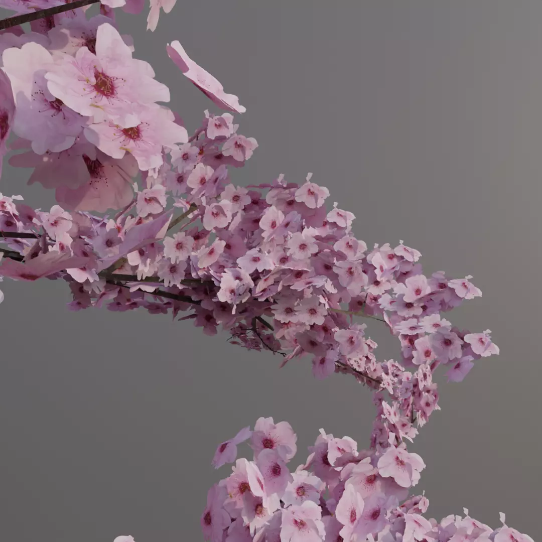Large sakura tree 01 3D model