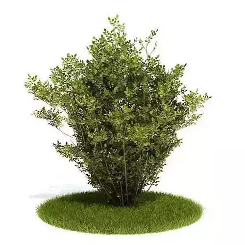 Medium Plant Shrub