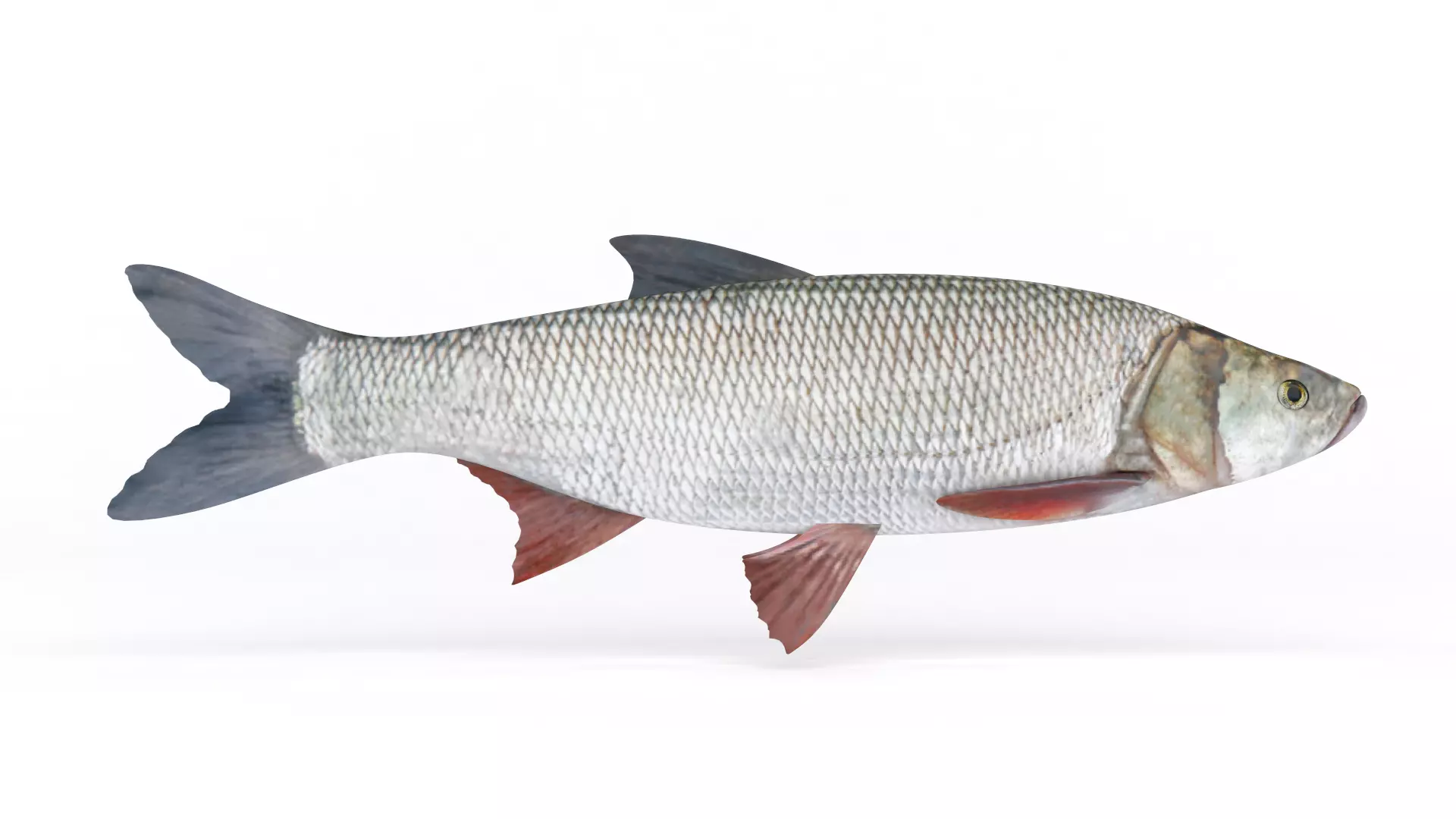 Asp Fish 3D model_0