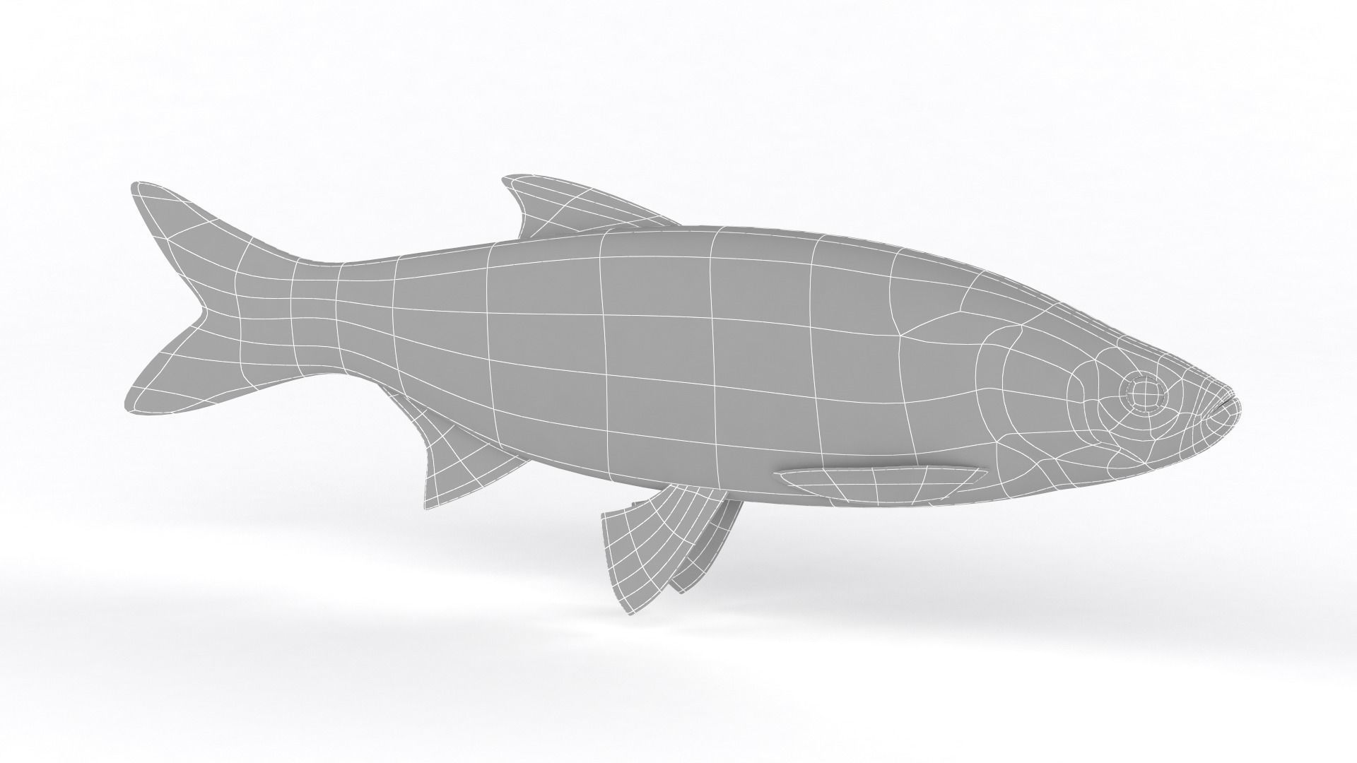 Asp Fish 3D model_6