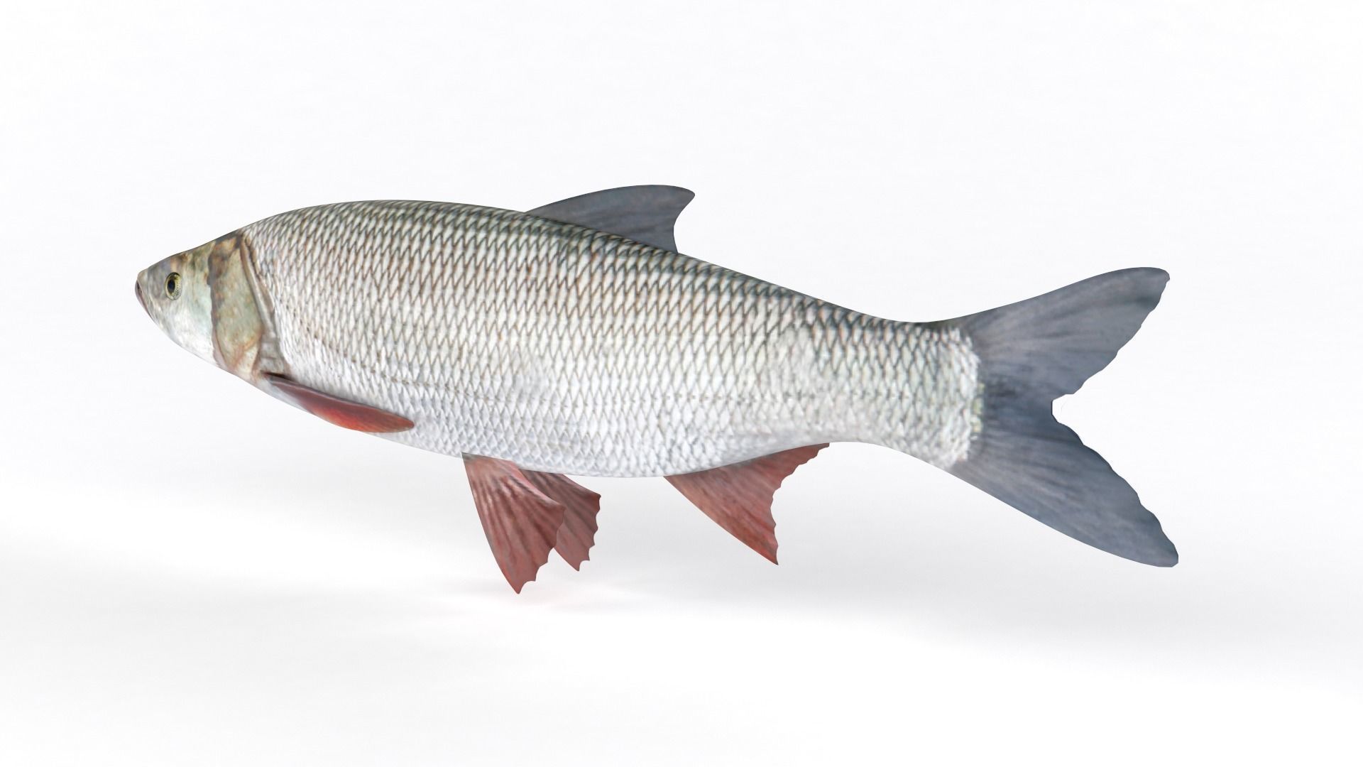 Asp Fish 3D model_3