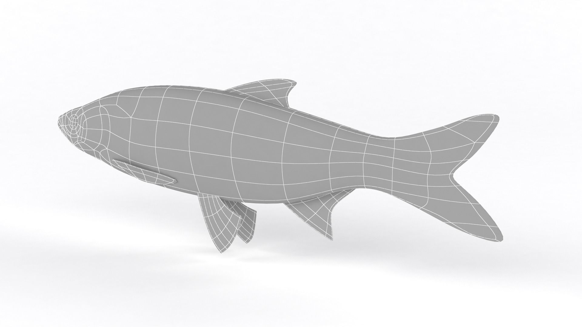 Asp Fish 3D model_8