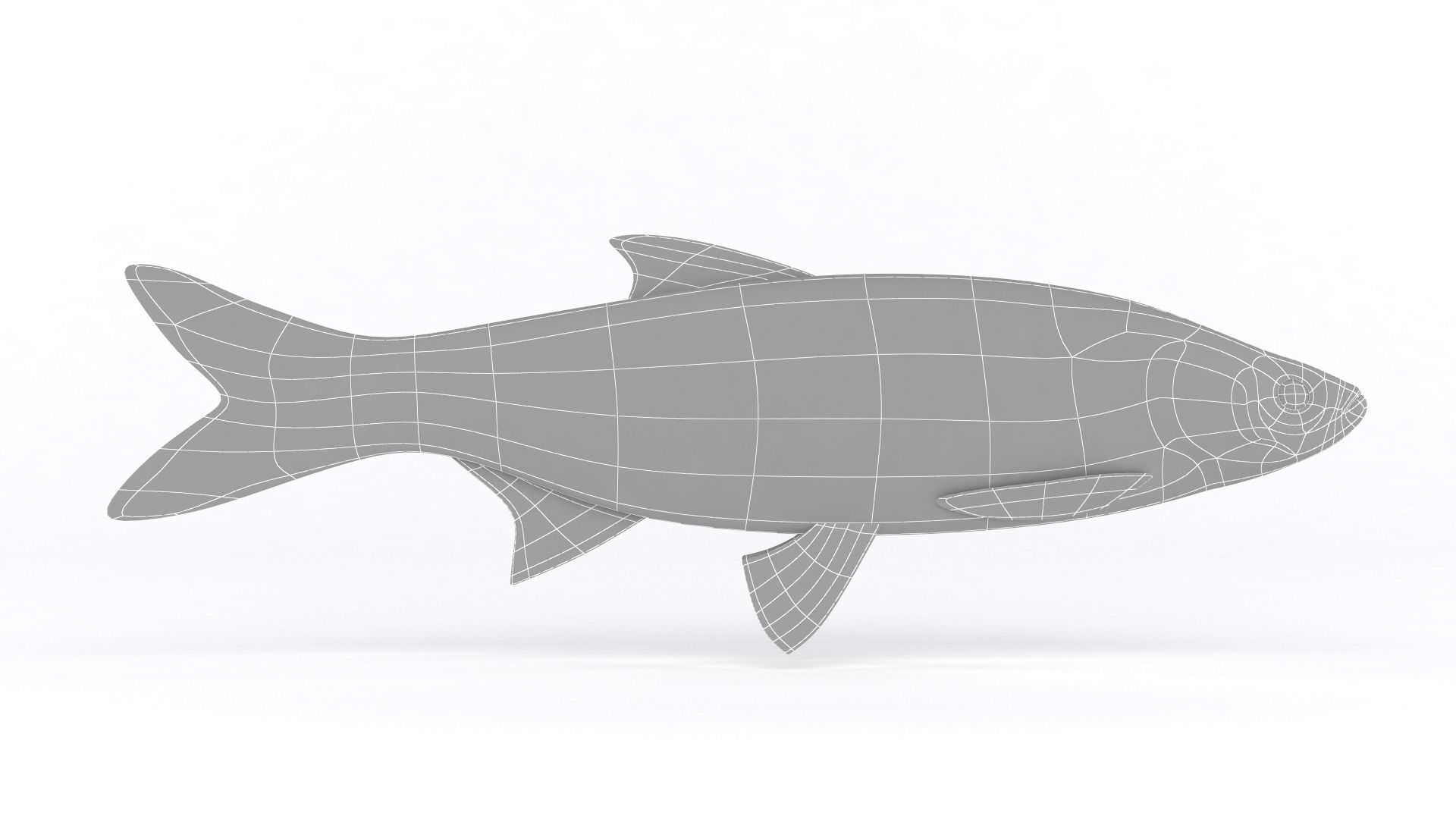 Asp Fish 3D model_5