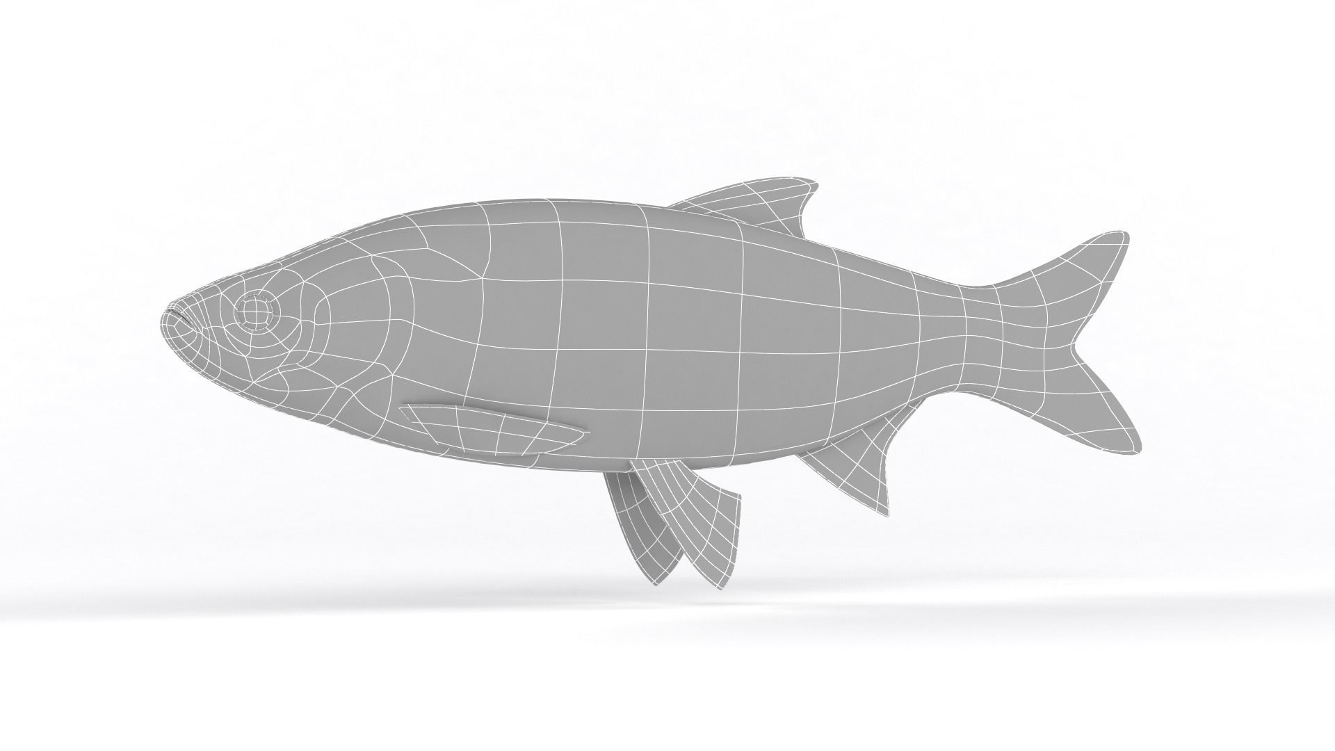 Asp Fish 3D model_7