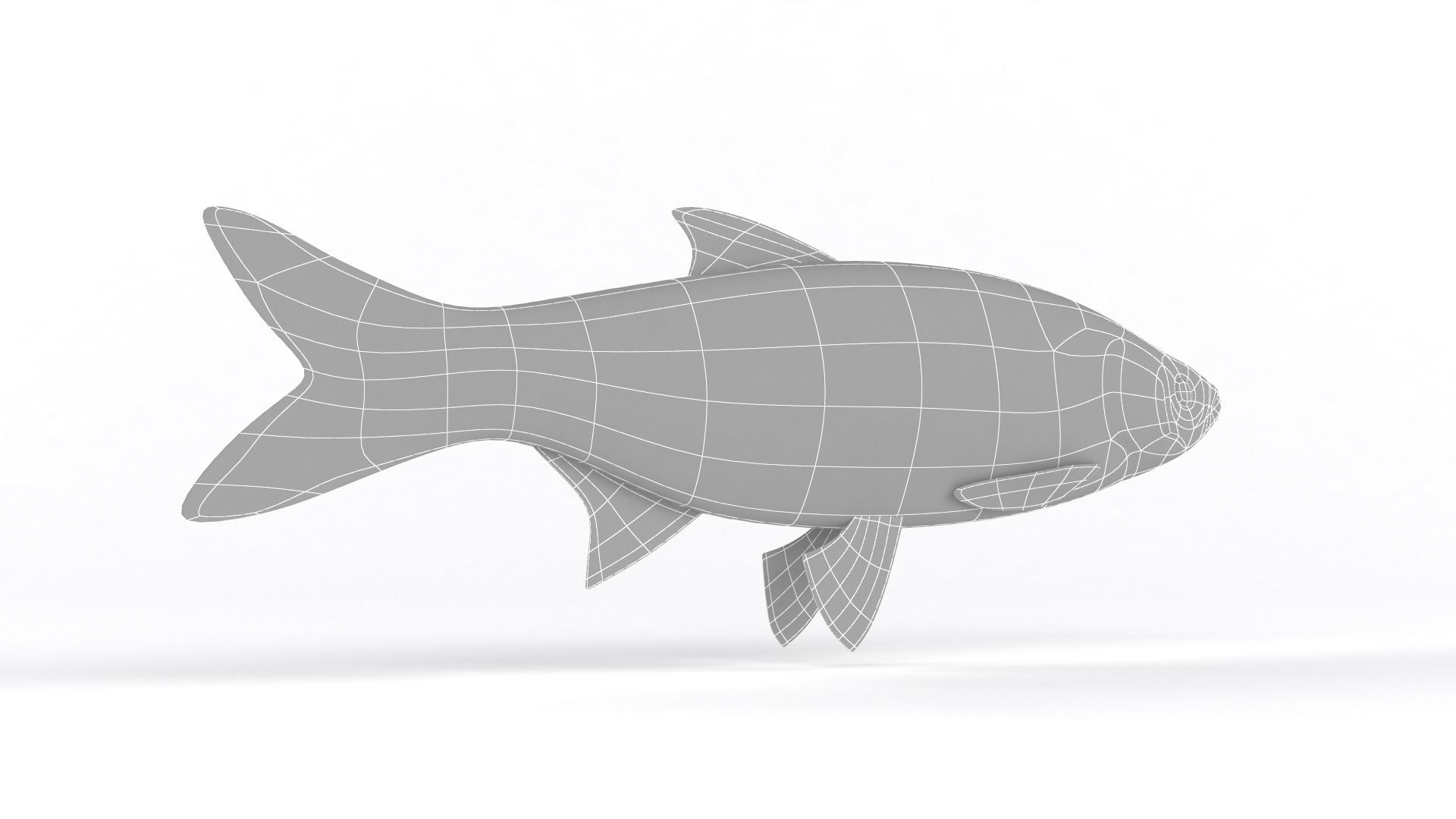 Asp Fish 3D model_9