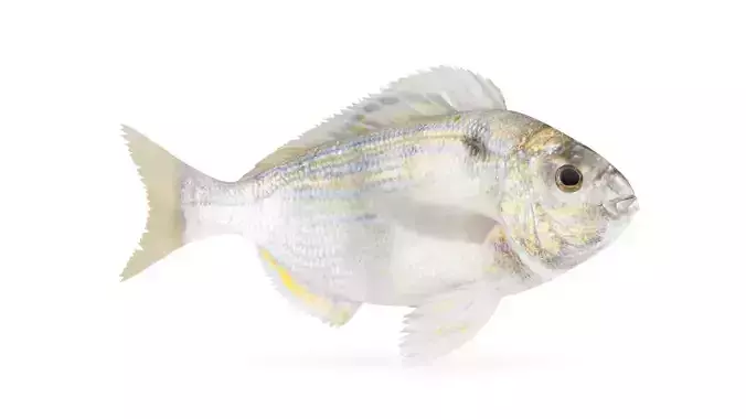 Pinfish fish