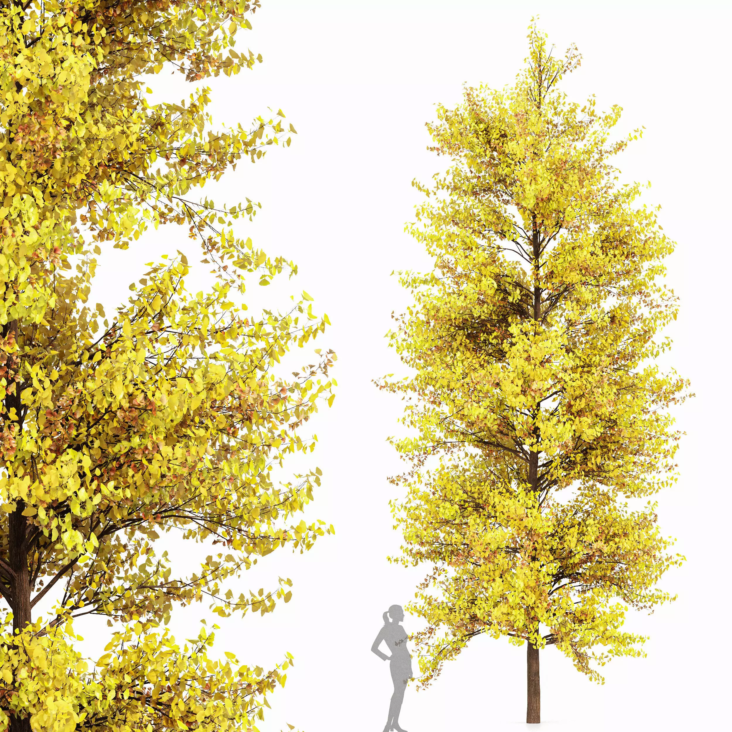 Maidenhair Tree Ginkgo Biloba Fall 3D model