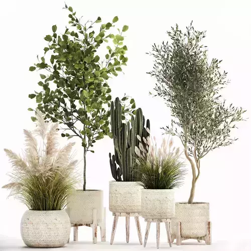 Ornamental plants in rattan baskets 1035 3D model