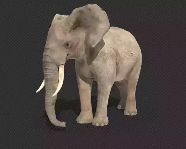 elephant with tusks Low-poly 3D model