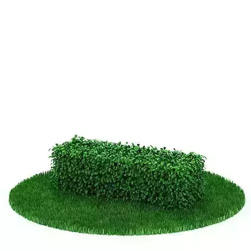 Green Small Hedge 3D model