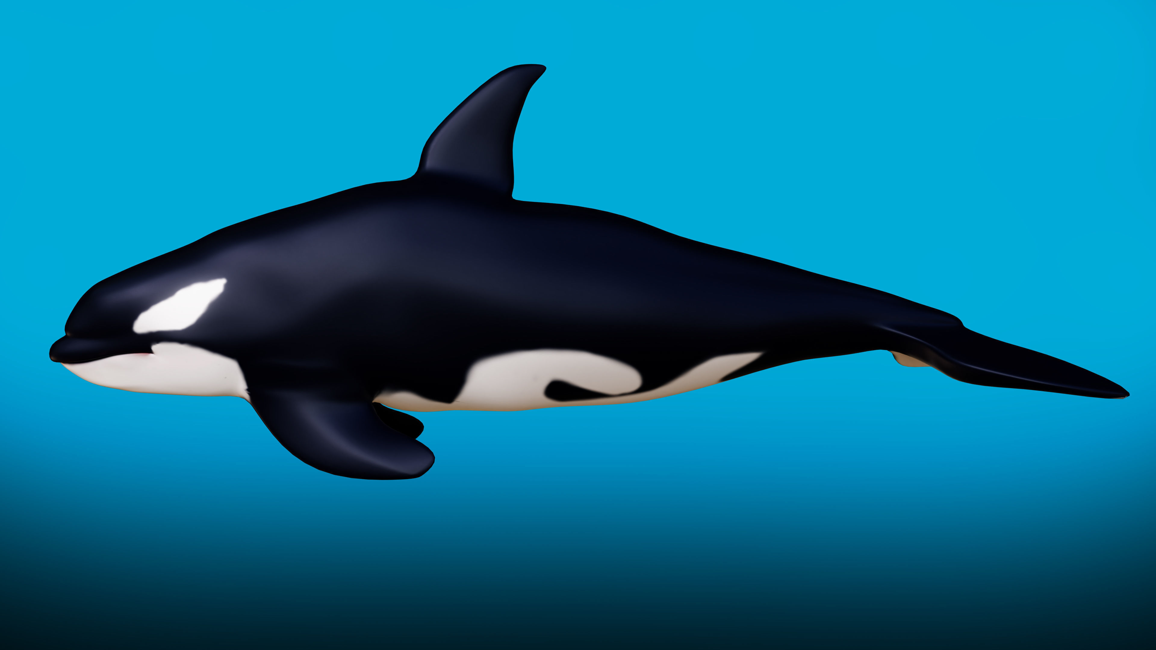 Killer whale Rigged Low-poly 3D model_3