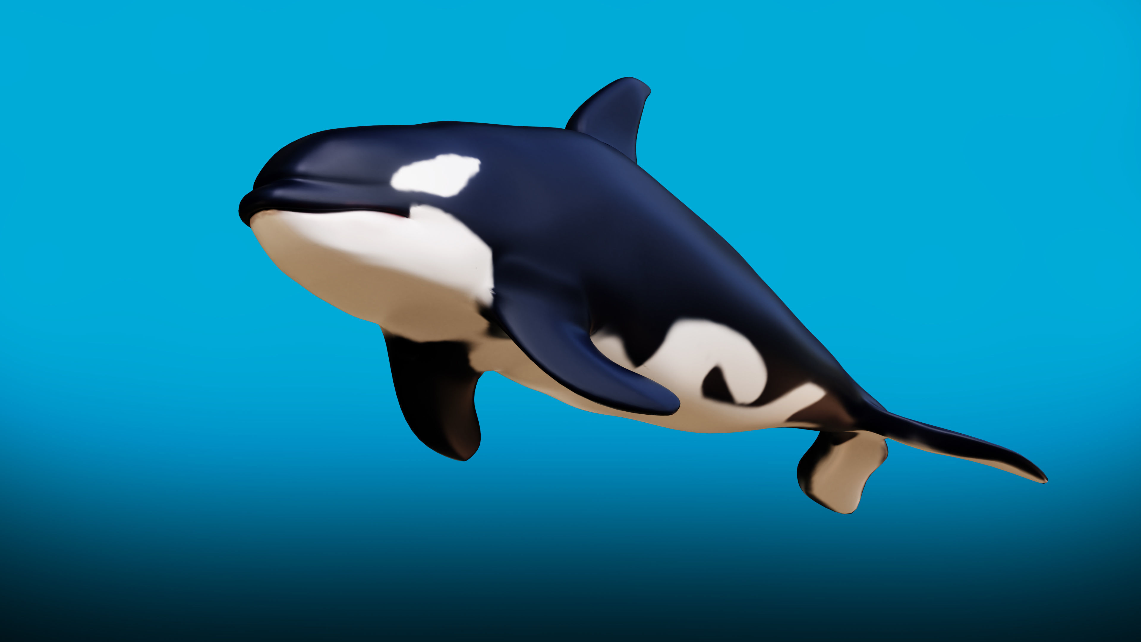 Killer whale Rigged Low-poly 3D model_2