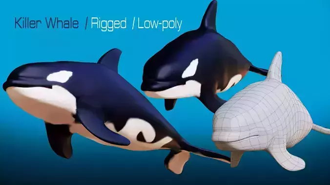 Killer whale Rigged Low-poly 3D model