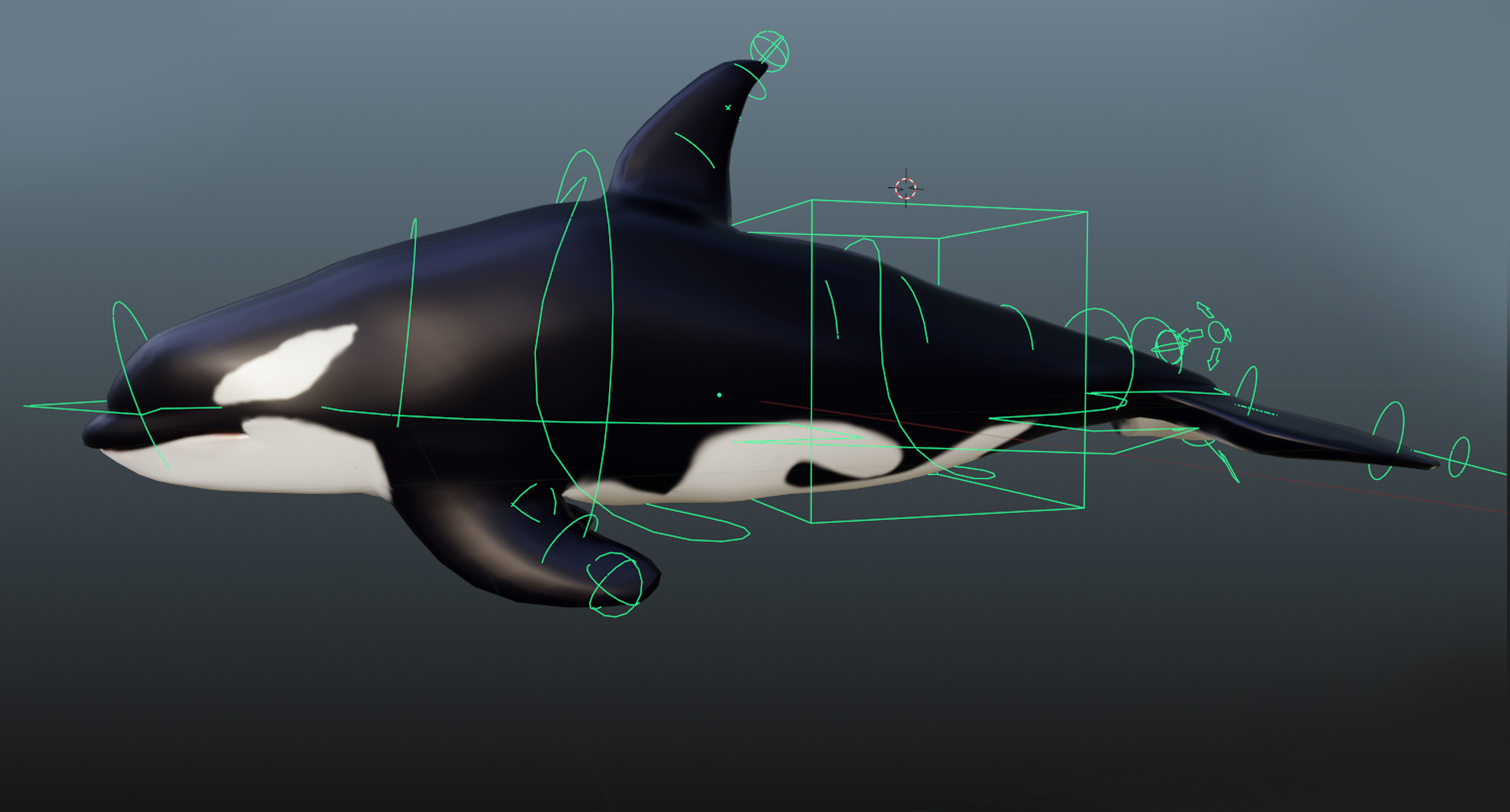 Killer whale Rigged Low-poly 3D model_5