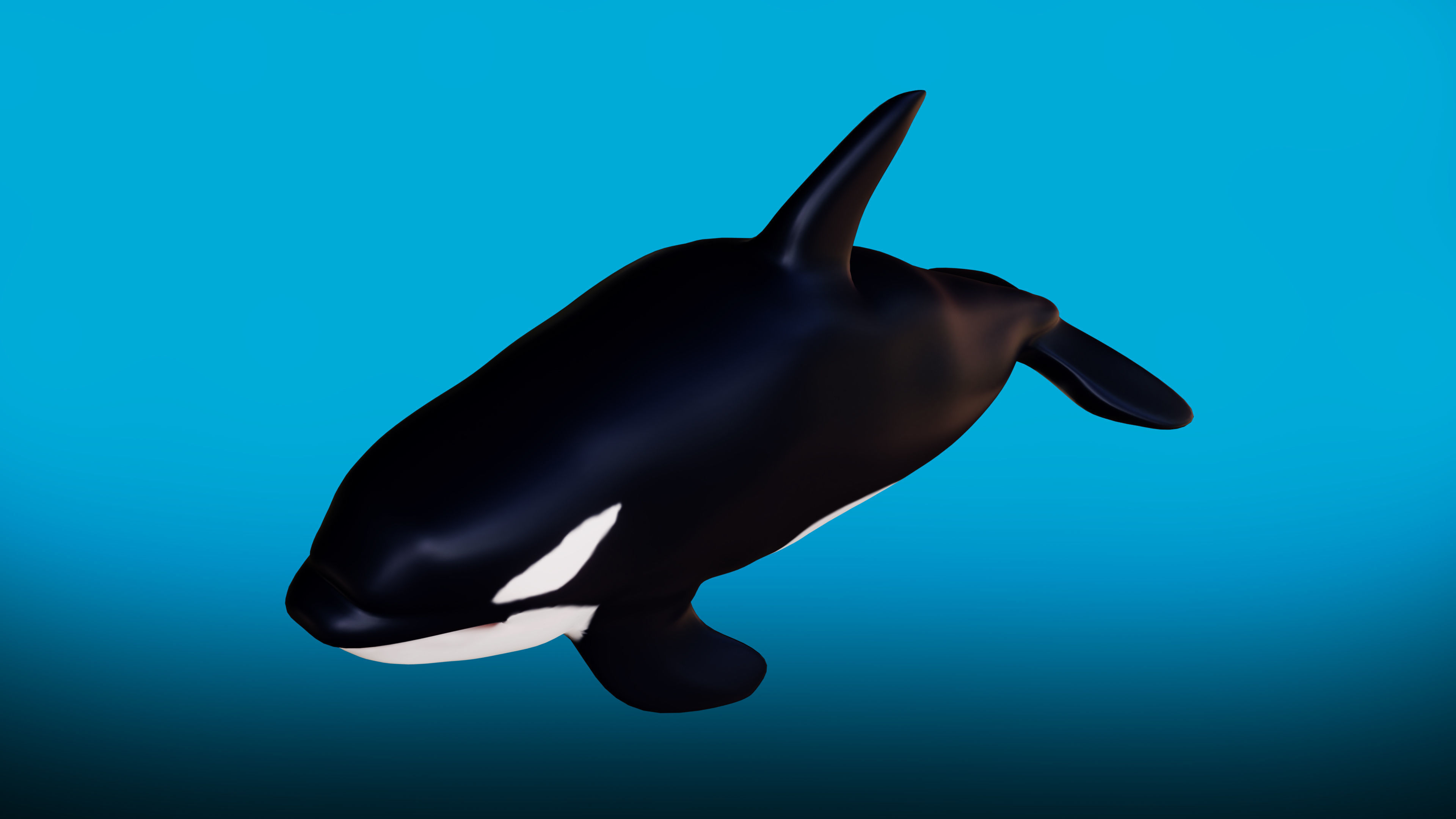 Killer whale Rigged Low-poly 3D model_4