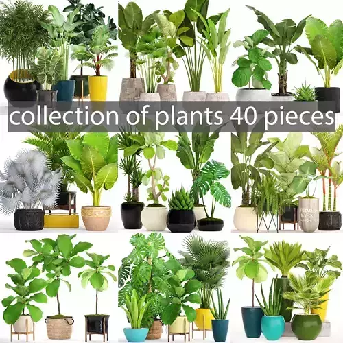 collection of plants 40 pieces A