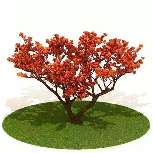 Small Fall Tree