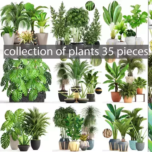 Collection of plants 35 pieces B