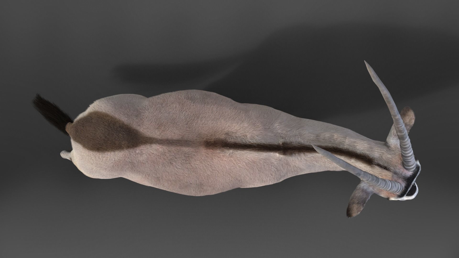 African Oryx Animated VFX Grace 3D model_8