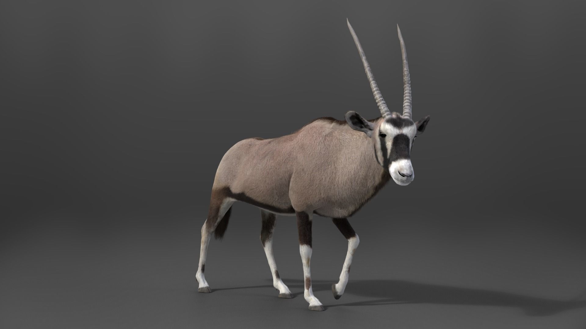 African Oryx Animated VFX Grace 3D model_5