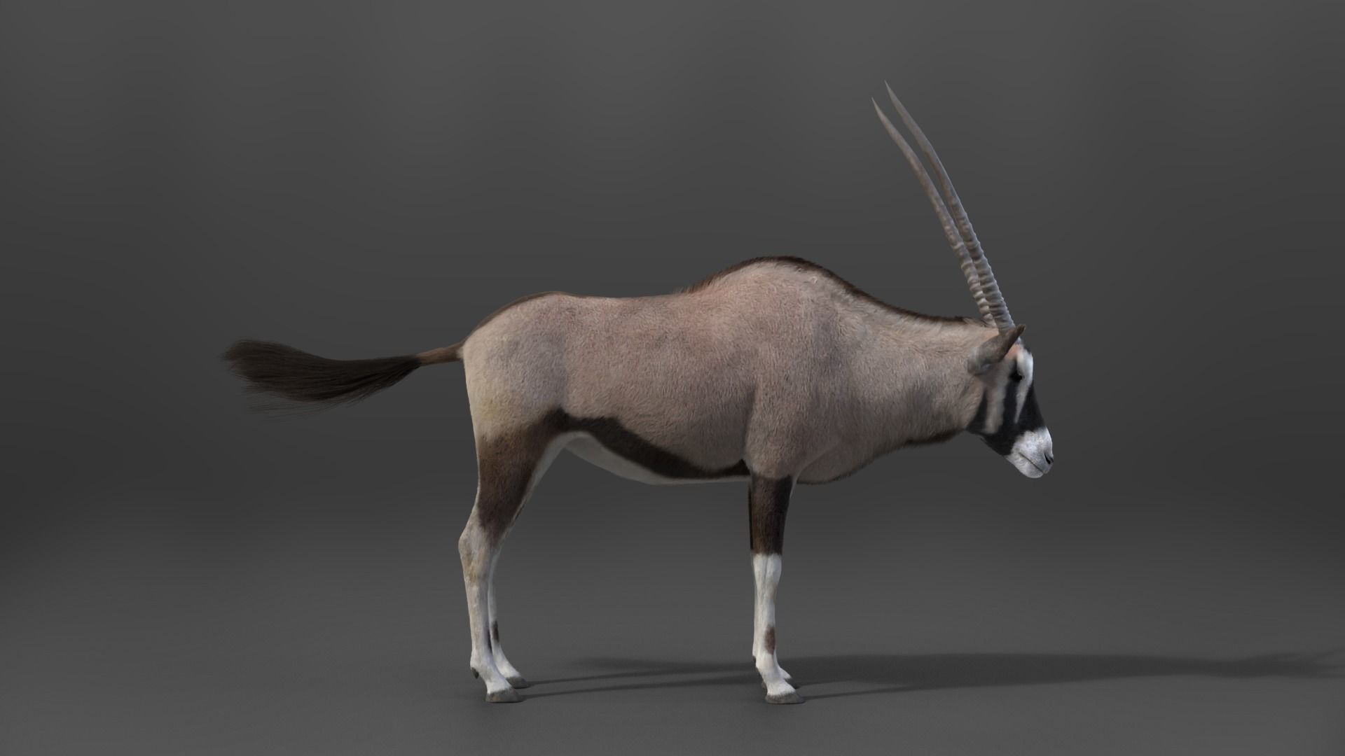 African Oryx Animated VFX Grace 3D model_9