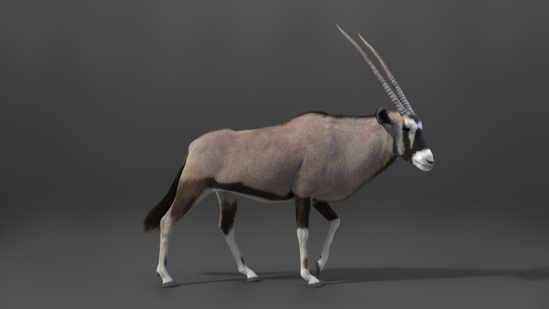 African Oryx Animated VFX Grace 3D model_4