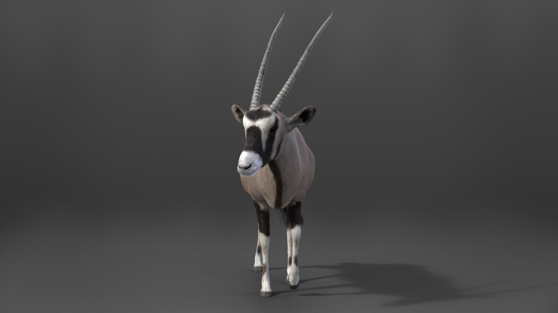 African Oryx Animated VFX Grace 3D model_6