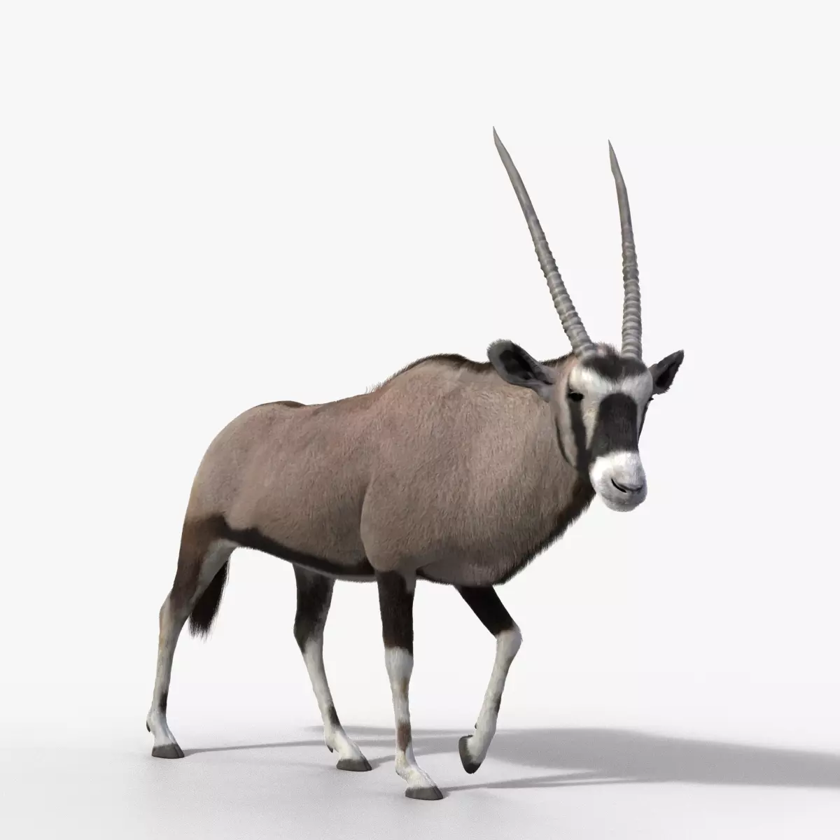 African Oryx Animated VFX Grace 3D model_0