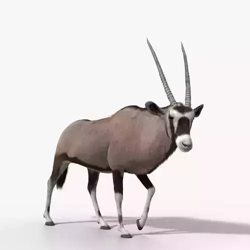 African Oryx Animated VFX Grace 3D model