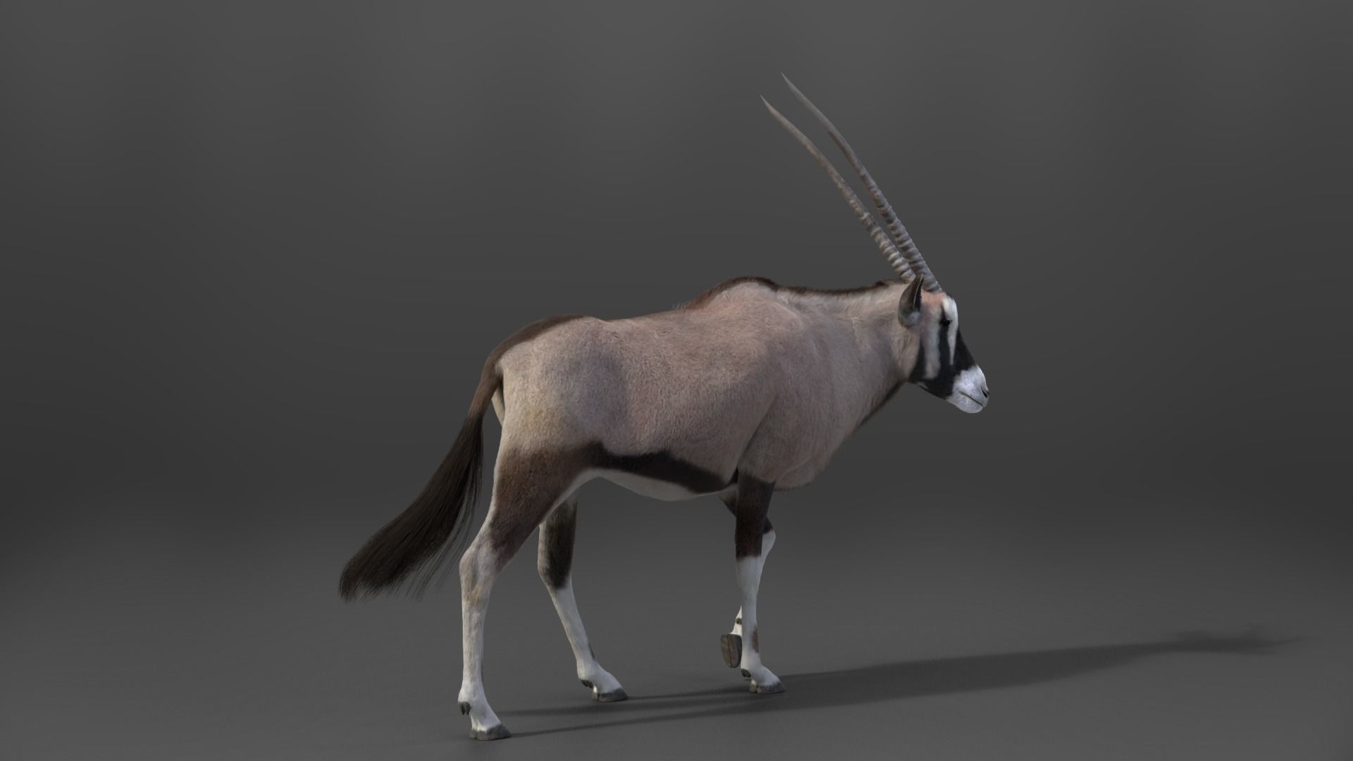African Oryx Animated VFX Grace 3D model_7
