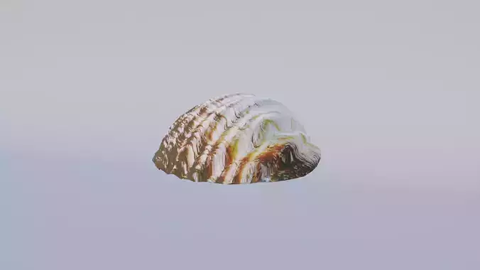Simple Beach Shell Free 3D model