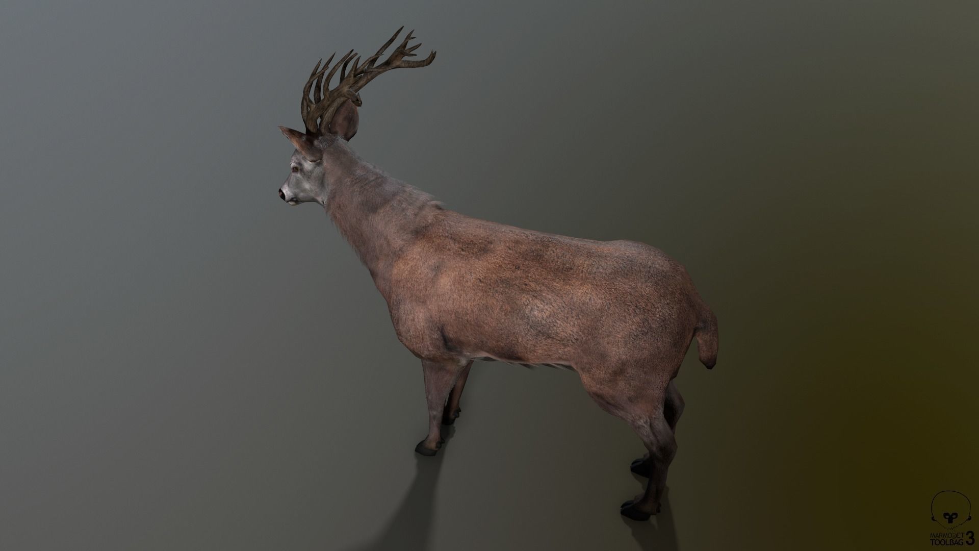 Animated Lowpoly Fur Deer Stag   Low-poly 3D model_15