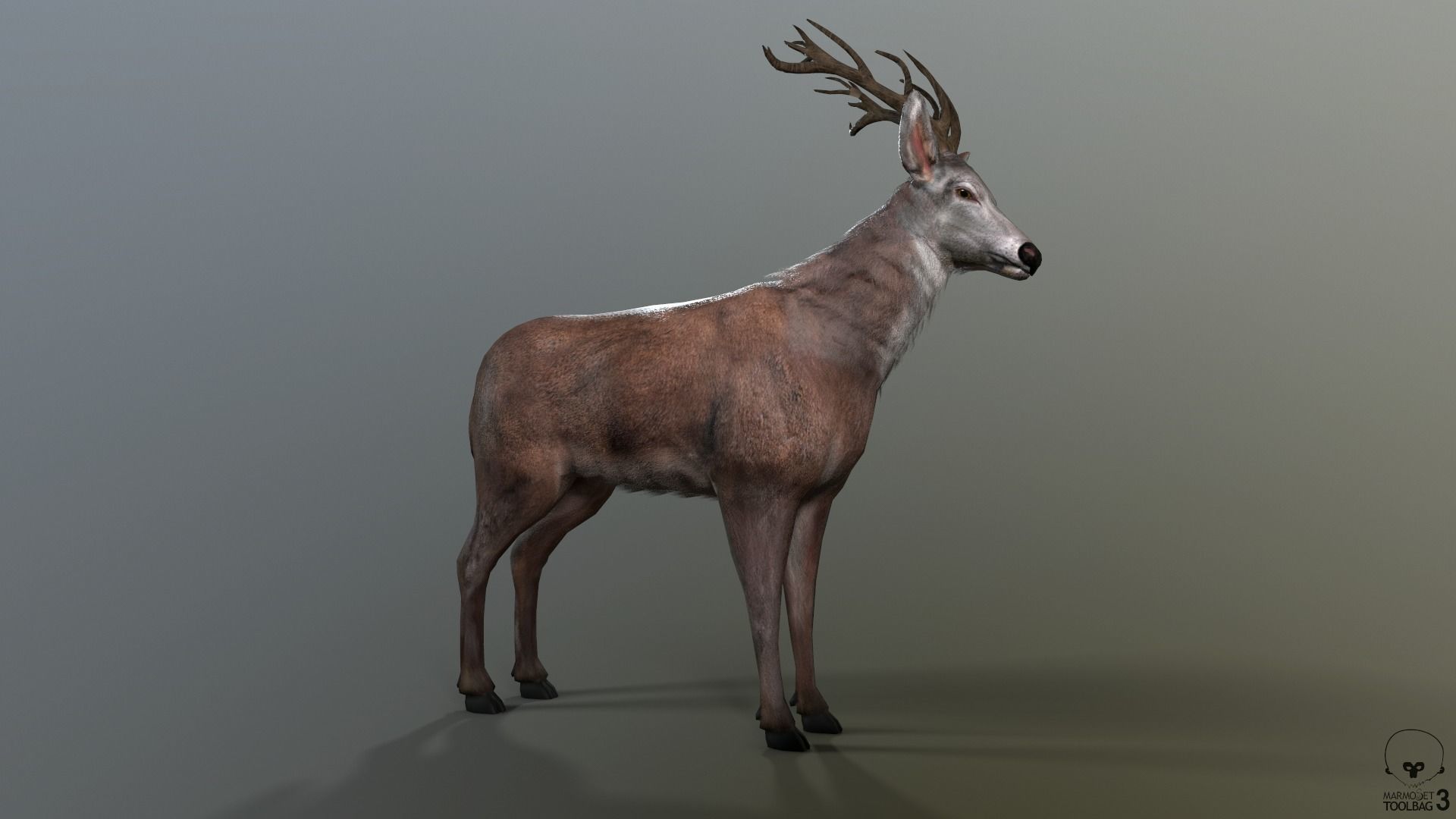 Animated Lowpoly Fur Deer Stag   Low-poly 3D model_23